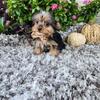 Teacup and standard yorkies