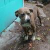 1-year-old blue and white brindle