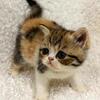 Exotic short hair kittens