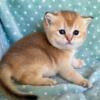 British  Shorthair Golden Female