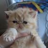 Exotic Shorthair Red White Cream Blue Tortie CFA Registered Kittens New York