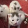 Adorable KittensReady Oct 20th,2024 Lockport,Ny