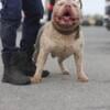 Zeus Da God is my Full suit ticking male $1000 stud fee