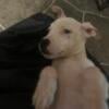 Michigan, Dogo Argentino Pocket Bully male puppy, about 3 months