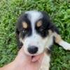 BLACK TRI MALE Australian Shepherd AKC AND ASCA REGISTERED **READY NOW*