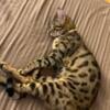 Bengal cat male for rehome