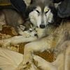 Wolf highbred puppies for sale, $25.00 or adoption