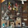 11 Parakeets & 1 Pair of Cockatiels with Cage & A lots of Food