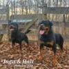 Rottweiler puppies in TN.  Now taking deposits for this litter. CH.Halt/Inga Von Hause Drazic Morris.