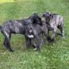 Irish Wolfhound puppies for sale