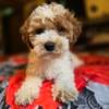 Cavapoo puppies available