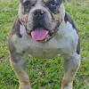 american bully pocket/micro
