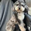 AKC mini poodle stud only