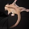 Sugar Gliders