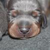 Doberman puppies 
