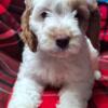 Australian labradoodle puppy