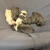 Xl bully’s for sale