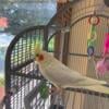 cockatiel bird for sale