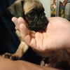 Pug puppies 
