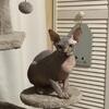 Sphynx Cat