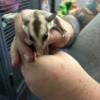 Family of sugar gliders for sale