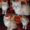 TICA Ragdoll kitten - 1 Male