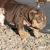 English Bulldog Puppies