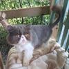Cfa 11 mo old persian girl
