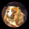 Cavalier King Charles Spaniel Blenheim Stud Available