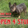 French Bulldog Stud