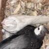 Cockatiel Male and Female Pair