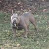 Female American bully Re-home 500