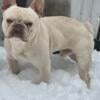 Male French bulldog 2 years old