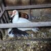 Muscovy Ducklings and duck pairs