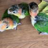 White bellied caiques babies