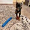 Male Doberman puppy 11 weeks 