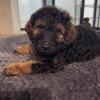 Rare F1BB Mini Euro Teddy Bear Goldendoodle Puppies | Miami — Reserve Yours Now! $1000