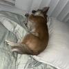 3 year old chihuahua for sale