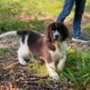 Beautiful Brown and White female Newfoundland puppy