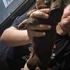 Mini Dachshund puppies