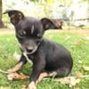 Female akc ckc chihuahua puppy Minnesota