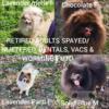 Pomeranians, Retired adults