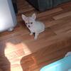 Beautiful little boy ready to go charting 3 pds adult weight
