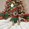🐾 BLAZE – Mini Doodle Mix (Male) – $1,200 OBO