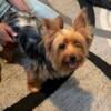 Beautiful Female Yorkies