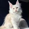 Purebred Maine Coon Female - Ready to Travel