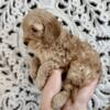 F1B Cavapoo Male Puppies