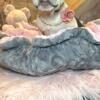 AKC BLUE PIED FRENCH BULLDOG