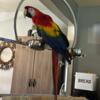 Scarlet macaw parrot