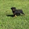 AKC Serbian Rottweiler Puppies 